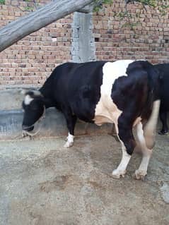 cow for Qurbani