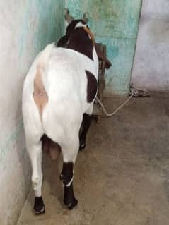 bakra urgent for sale helthy and active full hight