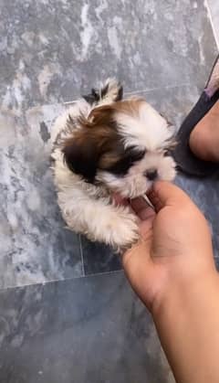 SHIHTZU