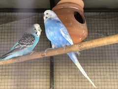 Breeder budgies for sale