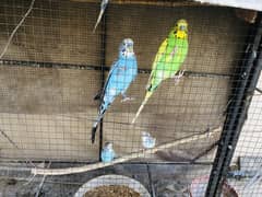 Breeder budgies for sale