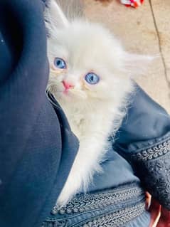 white persian kitten available