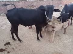 pure sahiwal or desi bulls for sale