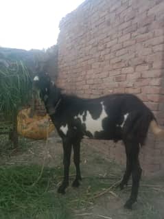 Male Goat for sale