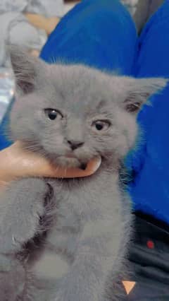 scottish fold kitten persian cross