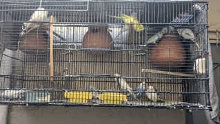 Australian Christian bird and king size bird 8 pairs with cage