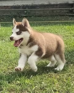 Siberian husky female puppies available for sale