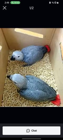 African grey parrot chiks far sale Whatsapp please 0331/4489/359