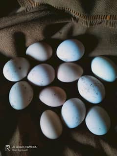 Aseel Heera paper white  pair k eggs for sell 100% guarantee