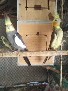 Cocktail Breeding Pair For Sale