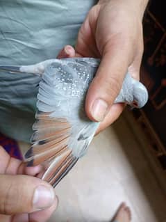 Diamond dove wear Ghar Ke Pal 100 as the active or breeder 03087002024