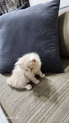 Persain Kitten