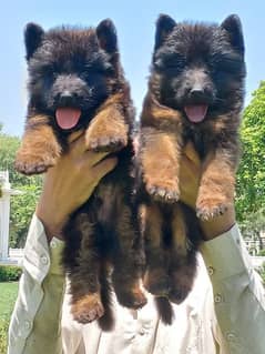 German Shepherd propert long coat male female puppies 2 month for sale