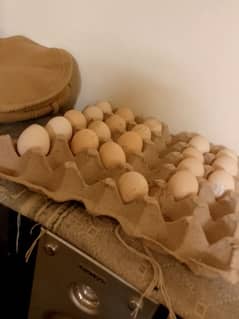 Heera Aseel eggs