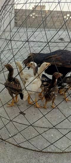 2 Aseel hen with chicks 03438852418