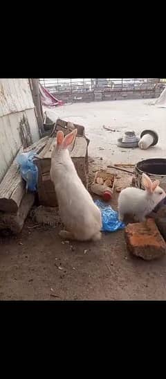 Rabbits for sale cheap