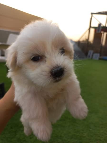 Coton De Tulear 0