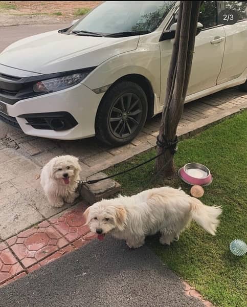 Coton De Tulear 2