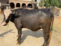 bull for sale