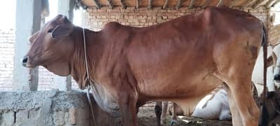 sahiwal cow for sale