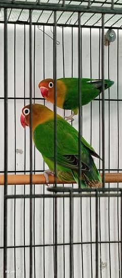 breeder pair with new cage &box 2 ando par h madi healthy and active