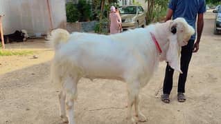 Pure Gulabi Bakra Heavy Weight 140+ kg