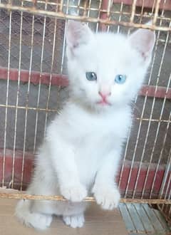 Odd-eyed cat in pure white colour