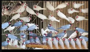 White Java Breeder Pair - Gray java bird