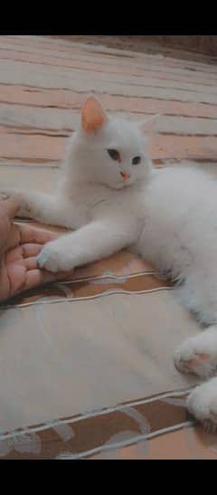 Pure White Female Cat