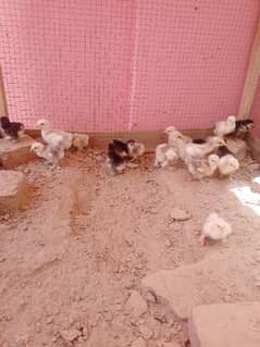 Black And White Bentum Chiks Available fr Sale. . .