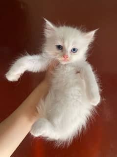 6 Persian Kittens