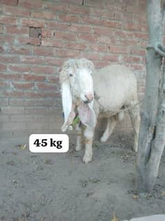 5 Male Goats for your Eid Al Adha