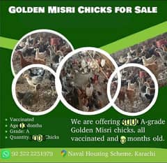 Golden Misri Chiks/300 Per Chick Age(03Months,12Weeks,Hens,Chozy,Anday