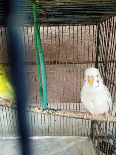 Budgies , finches and banglize for sale