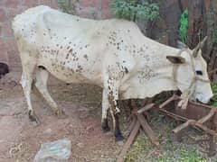 Cow For Qurbani