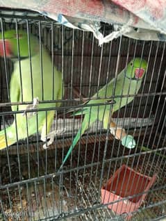 home breed parrots