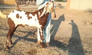 Bakra for sale WhatsApp number 0318,,68,,54,,519