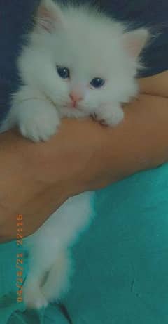 2x Pure White Persian Kittens For Sale, Blue Eyes