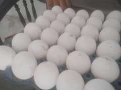 want to sale eggs