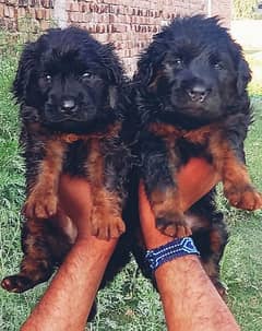 German Shepherd puppies for sale BLACK COLOUR