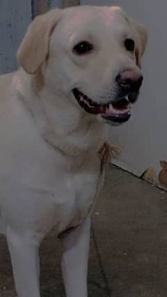 Aries Labrador Dog