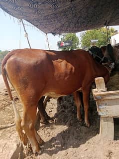 Qurbani bulls (Washy)