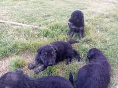 German shepherd puppies Male and Female Dogs