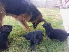 German shepherd puppies Male and Female Dogs