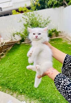 Persian Triple Coated kitten