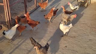 11 female 3 male desi hens for sale