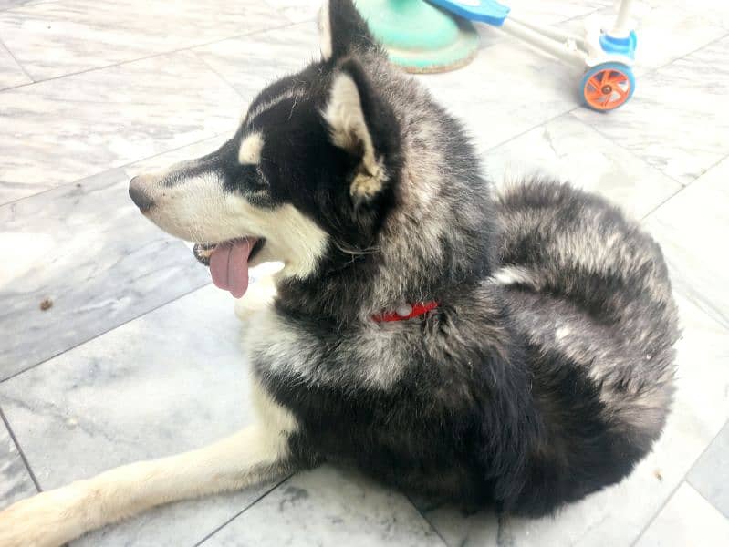 Siberian Husky 6 months old for sale 1