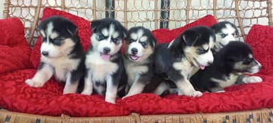 Top Quality Siberian Huskies Both Male and Female available for Sale