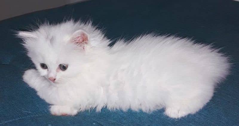 Triple Coat  Persian kittens 3