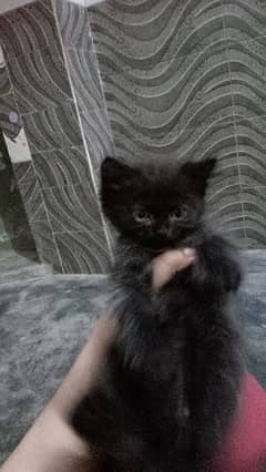 Persian kitten male punch face